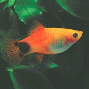 Mickey Mouse Platy