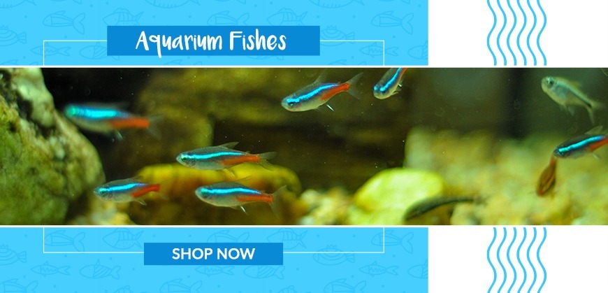 purchase tropical fish online