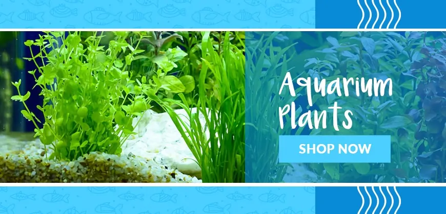 Buy Aquarium Plants & Fishes